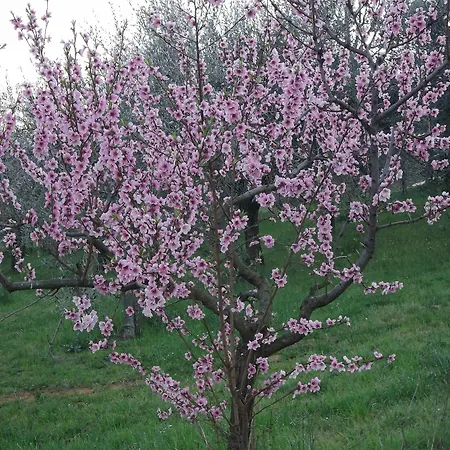 Il Campano Апартаменты Коллоди