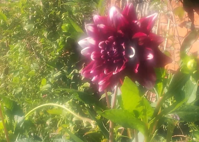 Апартаменты Il Campano