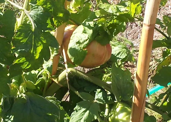 Il Campano Апартаменты