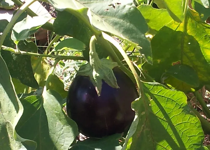 Il Campano * Коллоди