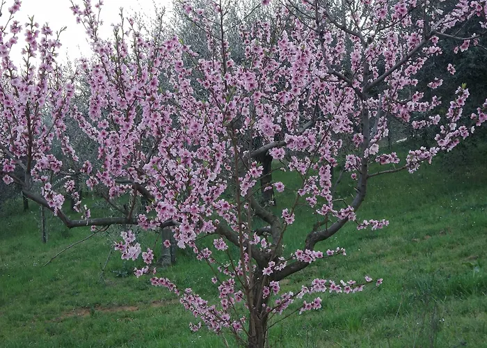 Il Campano Апартаменты Коллоди